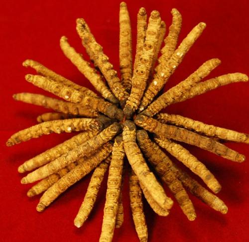 福田冬虫夏草回收商家实时报价