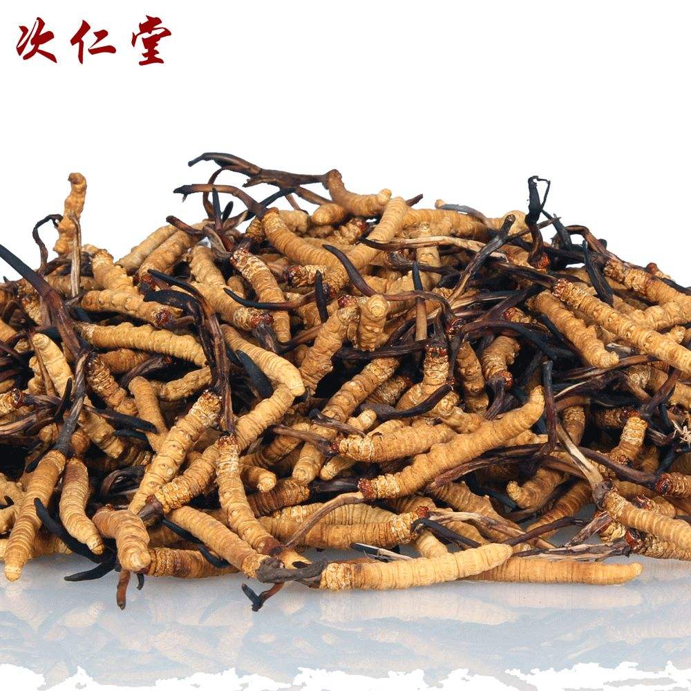 南山冬虫夏草回收功效与作用