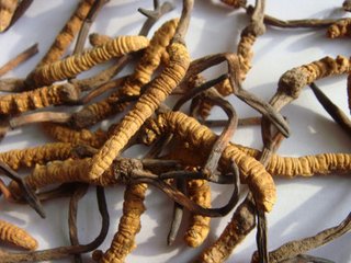 南山冬虫夏草回收真假辨别解说