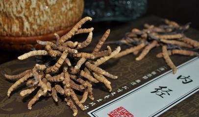 南山冬虫夏草回收市场价格是怎样的
