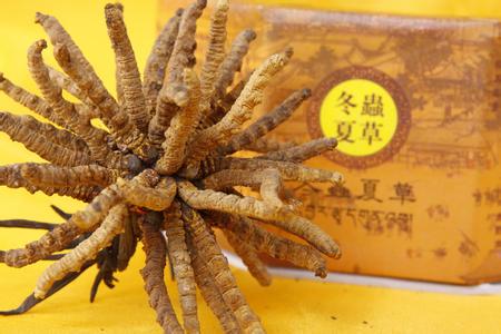 南山（散装-礼盒）冬虫夏草回收价格