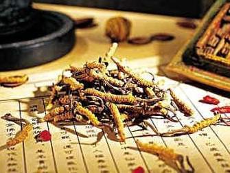 龙岗坪山哪里常年收购虫草市场价格增涨