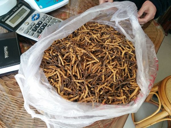 深圳龙华回收3根一克冬虫夏草价格多少
