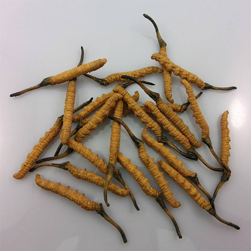 深圳回收冬虫夏草一克价格是多少