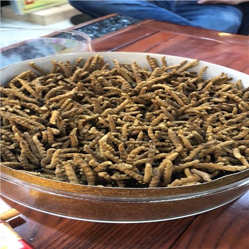 南山虫草回收商家