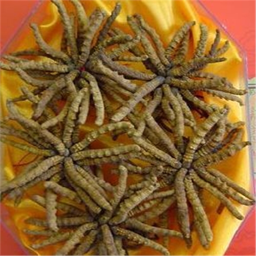 宝安虫草回收价格