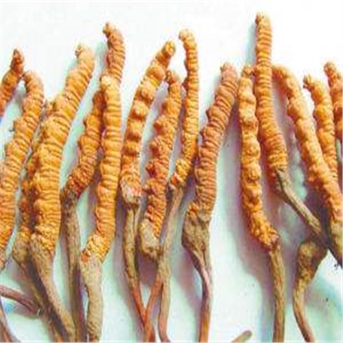 龙华虫草上门回收