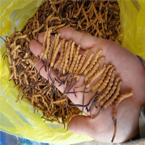 冬虫夏草食用方法