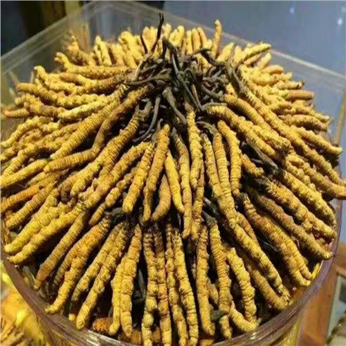 断条冬虫夏草