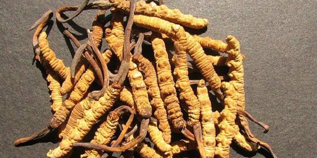 深圳长期回收精选礼盒装虫草