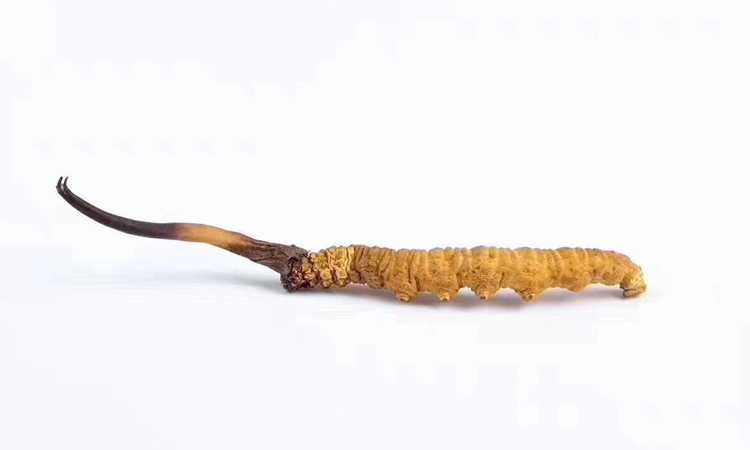 龙华虫草回收-龙华回收虫草价格