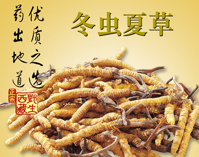 盐田虫草回收-盐田回收虫草价格