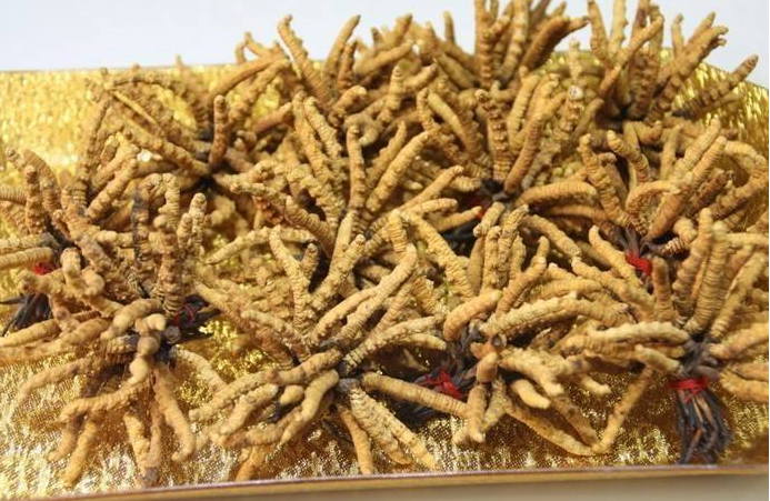 深圳回收虫草多少钱一斤虫草回收价格