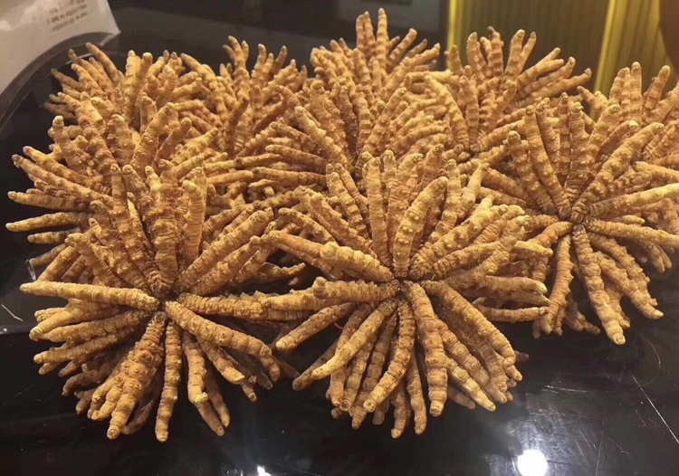 龙华回收虫草多少钱一斤虫草回收价格