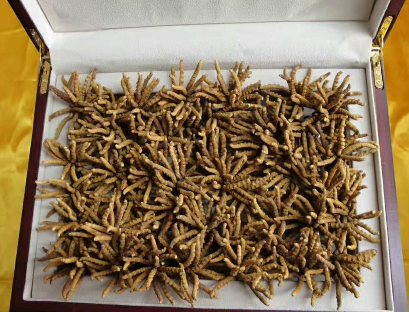 罗湖清水河回收冬虫夏草-哪里有虫草回收-上门回收虫草