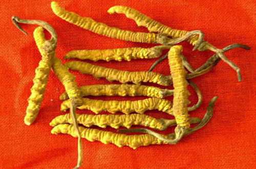 宝安新安回收冬虫夏草（礼盒装）虫草24小时上门回收