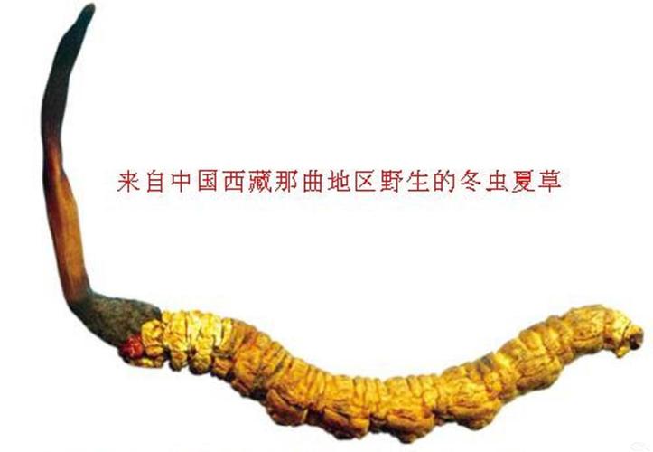深圳虫草回收价格