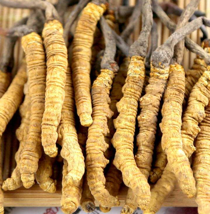 深圳虫草回收方式
