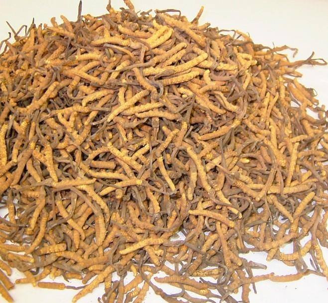 深圳回收冬虫夏草